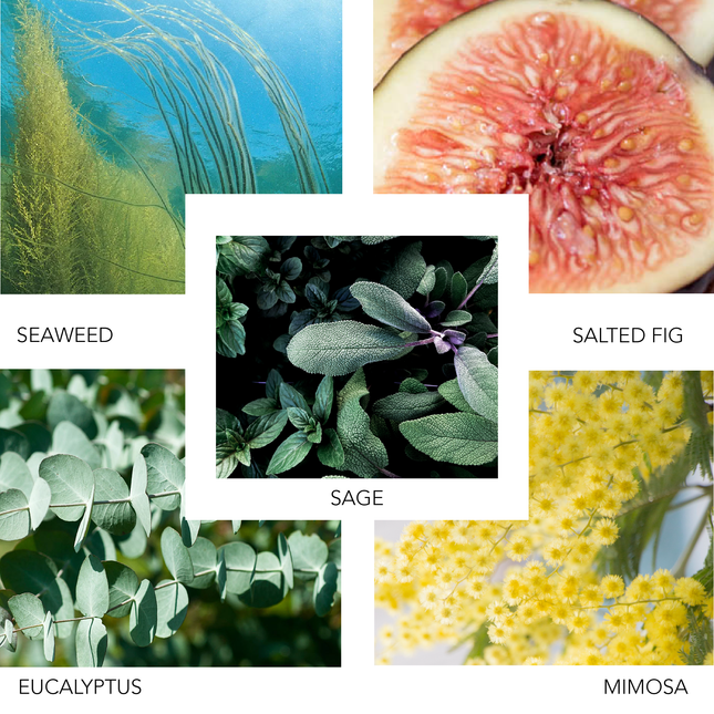 PIER NEW YORK 100 ML